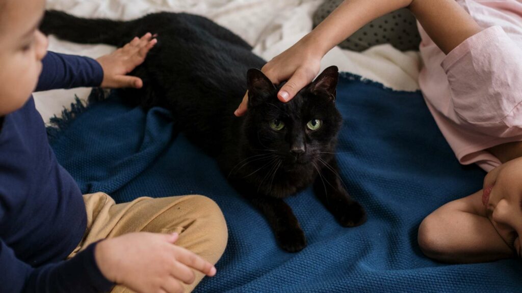 felinoterapia - terapia z kotem