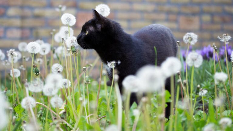 Czy czarny kot przynosi pecha - Czarny kot to pech?