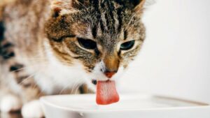 Jak zachęcić kota do picia wody