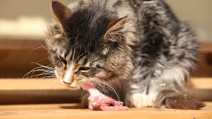 Surowe mięso dla kota - czy koty mogą jeść surowe mięso