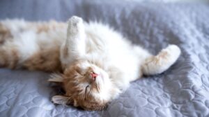 Ile śpią koty - koci sen