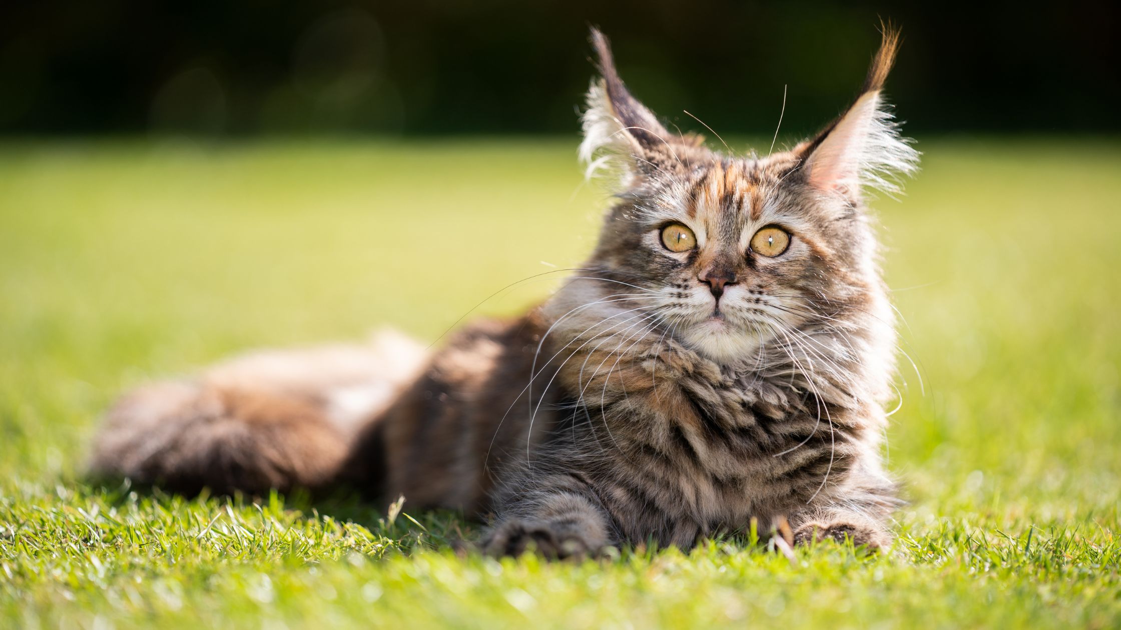 Koty Maine Coon Charakter Zdrowie I Ciekawostki Kochamy Koty